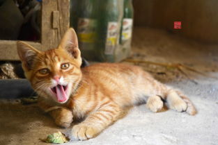 愤怒的奶奶大战猫恶作剧中文版下载-愤怒的奶奶大战猫恶作剧官方正版手游下载v.2.38