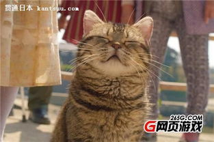 愤怒的奶奶大战猫恶作剧中文版下载-愤怒的奶奶大战猫恶作剧官方正版手游下载v.2.38
